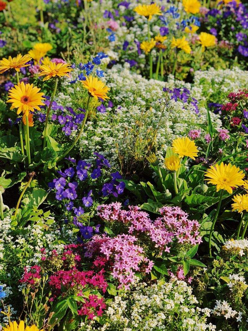 MapleBloom Garden Co.