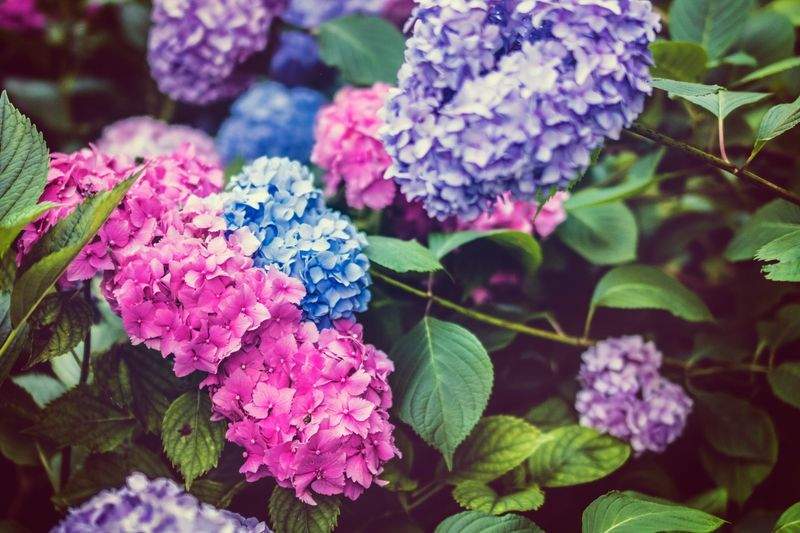 MapleBloom Garden Co. 12